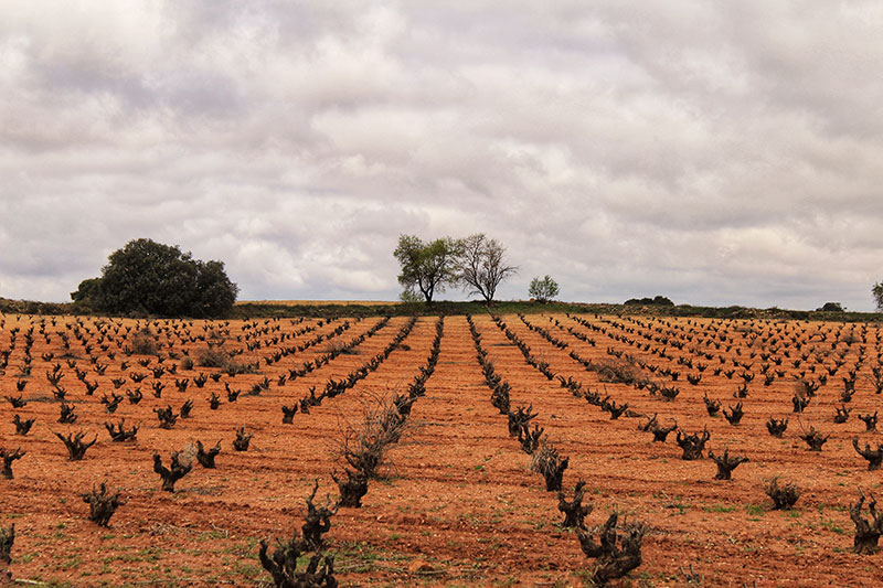 CRIN ROJA CABERNET SAUVIGNON